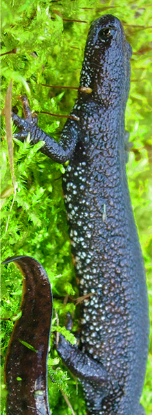 Great-crested-newt