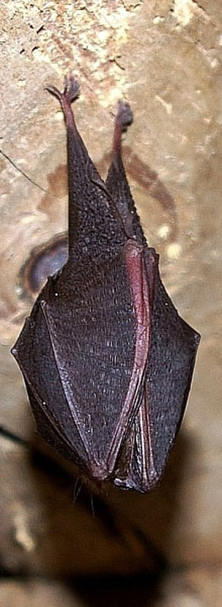 Horseshoe-bat