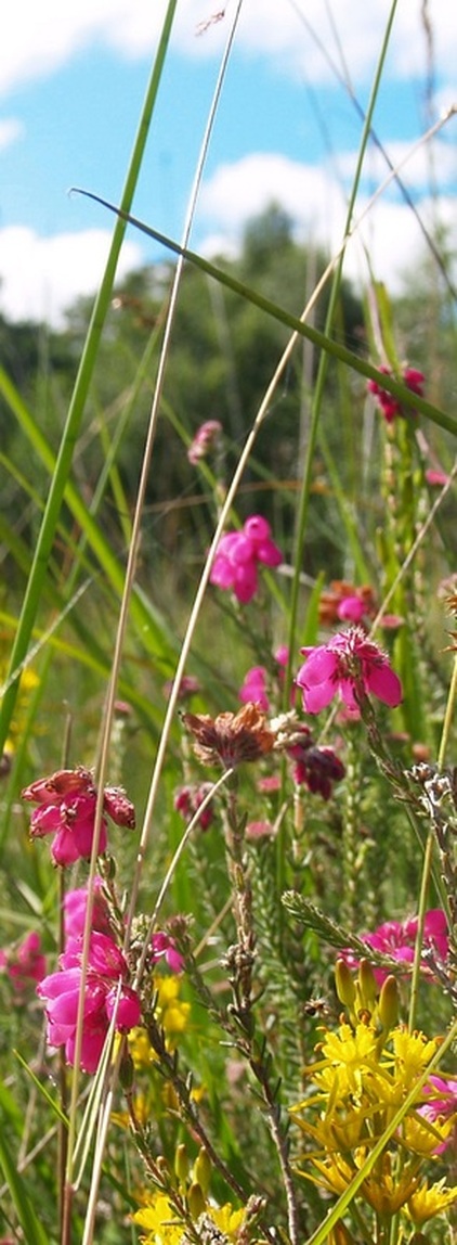Wild-flower-meadow